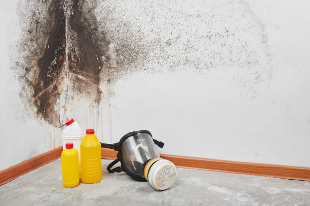 Best Mold Damage Repair  in Ceredo, WV