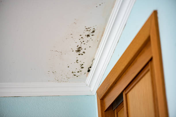 Best Local Mold Removal Service  in Ceredo, WV