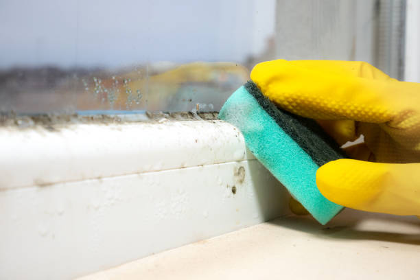 Best Certified Mold Removal  in Ceredo, WV