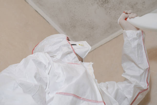 Mold Removal Process in Ceredo, WV