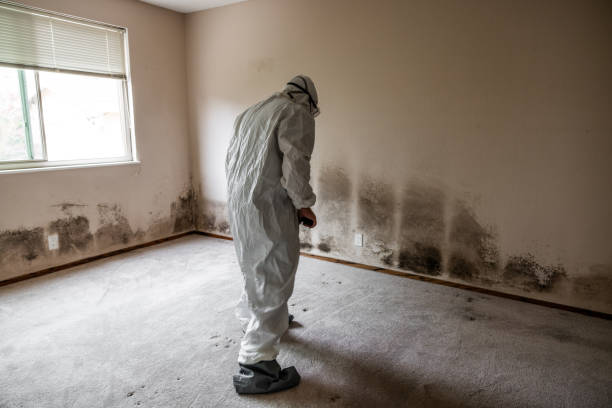 Best Office Mold Removal Services  in Ceredo, WV