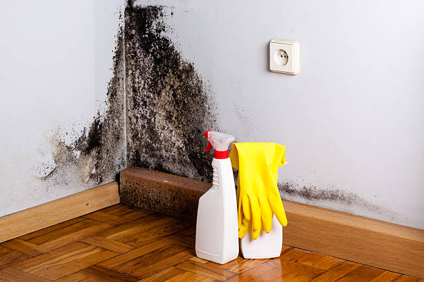 Best Affordable Mold Removal  in Ceredo, WV