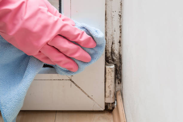 Best Mold Remediation Experts  in Ceredo, WV