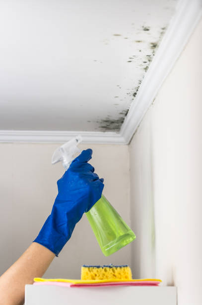 Best Mold Damage Repair  in Ceredo, WV